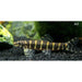 FOUDEBASSIN.COM SERPENTICOBITIS OCTOZONA 4-5CM 8715897291012 V1455117
