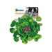 FOUDEBASSIN.COM SF POND DECO HYACINTH 8715897316876 06090390