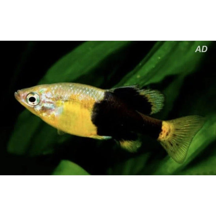 FOUDEBASSIN.COM SKIFFIA MULTIPUNCTATA 2-2,5CM 8715897300639 V1455020