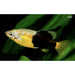 FOUDEBASSIN.COM SKIFFIA MULTIPUNCTATA 2-2,5CM 8715897300639 V1455020