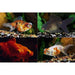 FOUDEBASSIN.COM TELESCOPE MIX 7-8 CM 8715897181375 V1223410