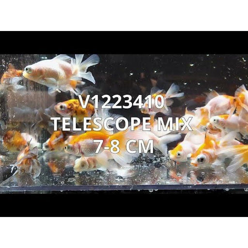 FOUDEBASSIN.COM TELESCOPE MIX 7-8 CM 8715897181375 V1223410