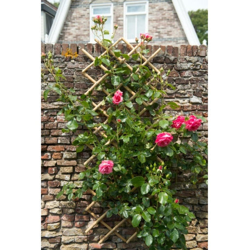 FOUDEBASSIN.COM Treillis extensible en bambou - 70 x 180 cm 8711338407219 6040721