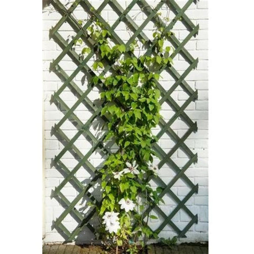 FOUDEBASSIN.COM Treillis extensible en bois coloré vert - FSC® label, lattes 18 x 6 mm - 100 x 300 cm 8711338417065 6041706