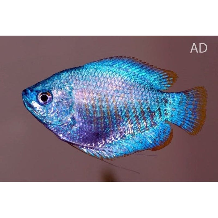 FOUDEBASSIN.COM TRICHOG.LALIUS COBALT 4-5CM PAIR 8715897048937 V1452970