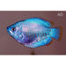 FOUDEBASSIN.COM TRICHOG.LALIUS COBALT 4-5CM PAIR 8715897048937 V1452970