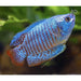 FOUDEBASSIN.COM TRICHOG.LALIUS NEON 4-5CM PAIR 8715897060045 V1453010