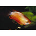 FOUDEBASSIN.COM TRICHOGASTER LABIOSA RED 3-4CM 8715897159534 V1452960