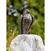 FOUDEBASSIN.COM Turmfalke auf Rosario-Findling 620039800 88844