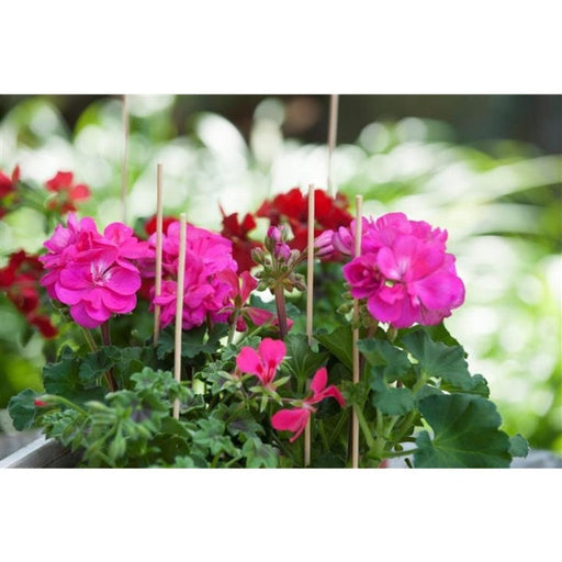 FOUDEBASSIN.COM Tuteur bambou refendu naturel - H30 cm x Ø3-3,5 mm - 20 x 8711338402108 6040210