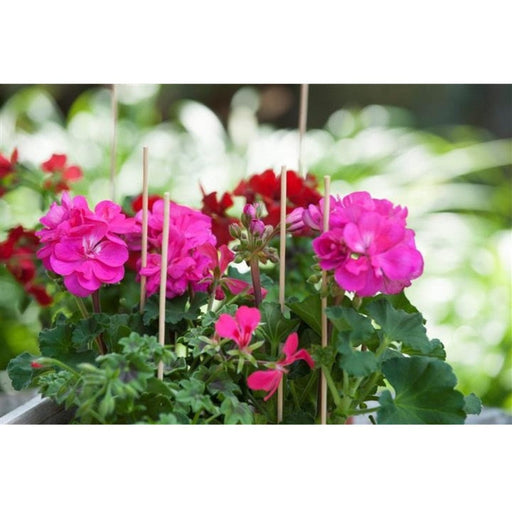 FOUDEBASSIN.COM Tuteur bambou refendu naturel - H50 cm x Ø4-4,5 mm - 10 x 8711338402122 6040212