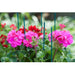 FOUDEBASSIN.COM Tuteur bambou refendu vert - H50 cm x Ø4-4,5 mm - 10 x 8711338402153 6040215