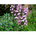 FOUDEBASSIN.COM Tuteur droit acier plastifié vert cranté - H180 cm x Ø16 mm 8711338401262 6040126