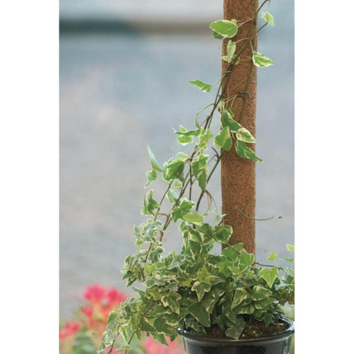 FOUDEBASSIN.COM Tuteur en fibres de coco, FSC® - H120 cm x Ø42 mm 8711338402320 6040232