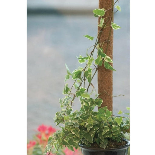 FOUDEBASSIN.COM Tuteur en fibres de coco, FSC® - H90 cm x Ø38 mm 8711338402313 6040231