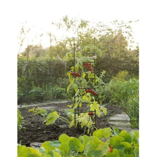 FOUDEBASSIN.COM Tuteurs tomates triangulaire en acier plastifié cranté vert - 12 bras transversaux - 3 x (H150 cm x Ø11 mm) 8711338401132 6040113