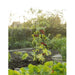 FOUDEBASSIN.COM Tuteurs tomates triangulaire en acier plastifié cranté vert - 12 bras transversaux - 3 x (H150 cm x Ø11 mm) 8711338401132 6040113