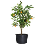 FOUDEBASSIN.COM Victoria 60, JP container 90l 36x68cm 8711465503471 1050347