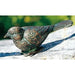 FOUDEBASSIN.COM Vogel 10 cm lang 290002490 90323