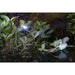 Heissner Heissner Spot LED Smart Light 1 Watt Noir – Éclairage Intelligent pour Bassin et Jardin 4006873423560 L411-00