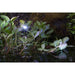 Heissner Heissner Spot LED Smart Light 4 Watt Noir – Éclairage Puissant pour Bassin et Jardin 4006873423577 L414-00