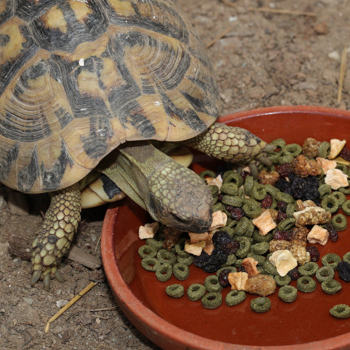 JBL ProTerra JBL Fructil - Aliment de base aux fruits pour une alimentation variée de toutes les tortues terrestres