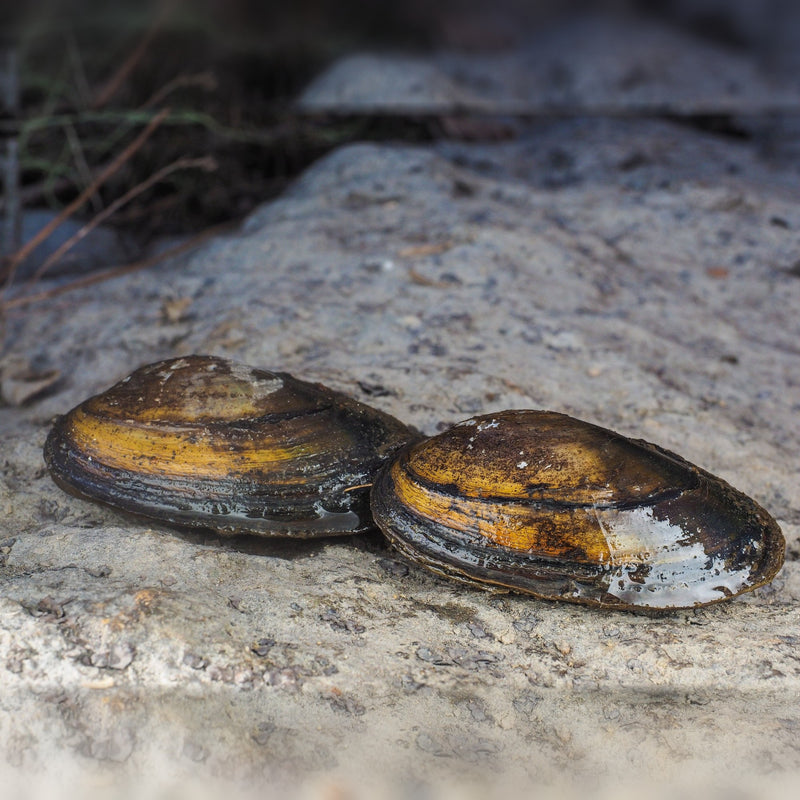 Aquifarm Molusco Filtrador - Molusco Anodonte - Anodonte dos rios (Mexilhão de lagoa) – foto 2