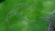 Oase CyanoClear - 25 kg - Traitement professionnel contre les cyanobactéries des étangs et plans d'eau 4010052764955 76495