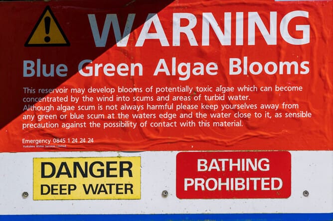Oase CyanoClear - 25 kg - Traitement professionnel contre les cyanobactéries des étangs et plans d'eau 4010052764955 76495