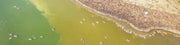 Oase CyanoClear - 25 kg - Traitement professionnel contre les cyanobactéries des étangs et plans d'eau 4010052764955 76495