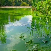 Oase CyanoClear - 25 kg - Traitement professionnel contre les cyanobactéries des étangs et plans d'eau 4010052764955 76495