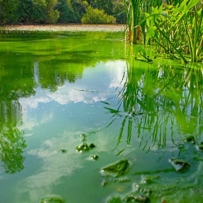 Oase CyanoClear - 25 kg - Traitement professionnel contre les cyanobactéries des étangs et plans d'eau 4010052764955 76495
