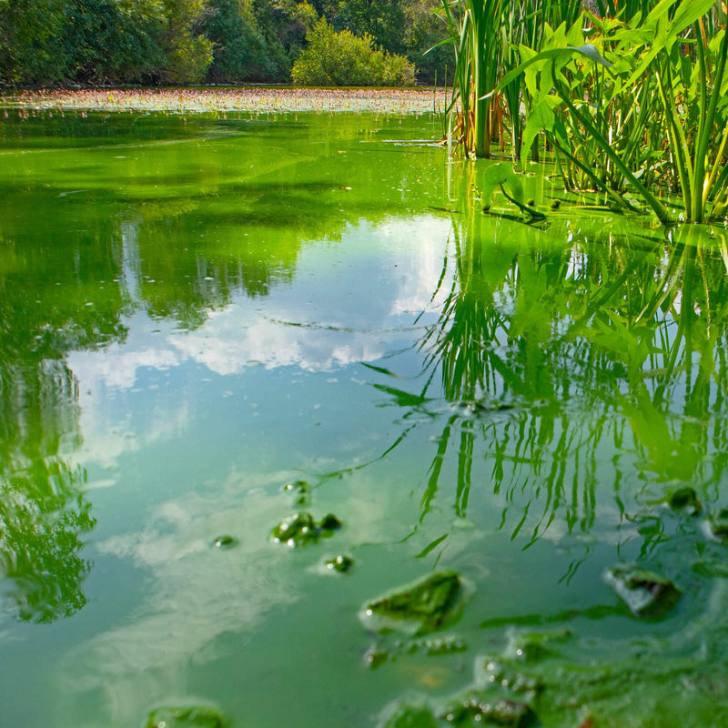 Oase CyanoClear - 25 kg - Traitement professionnel contre les cyanobactéries des étangs et plans d'eau 4010052764955 76495