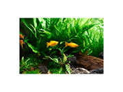 OASE PlantGrow engrais ferreux 500 ml – fertilisant pour plantes d’aquarium