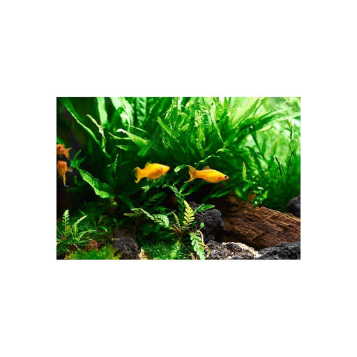 OASE PlantGrow engrais ferreux 500 ml – fertilisant pour plantes d’aquarium