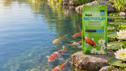 Koïs dans un bassin clair, sachet d'Aquipond BactoClay au bord