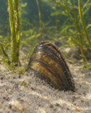 Moule anodonte enfouie dans le sable qui s'entrouvre pour filtrer l'eau