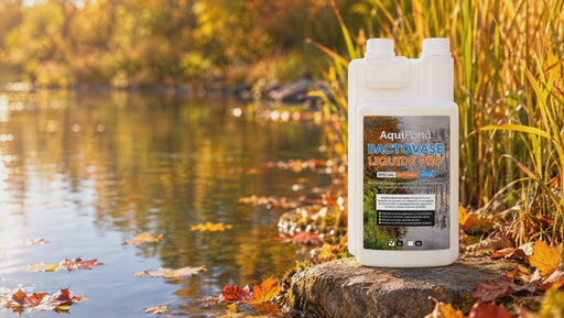 Étang en automne, feuilles qui tombent sur l'eau, bidon de Bactovase Liquide Pro au bord