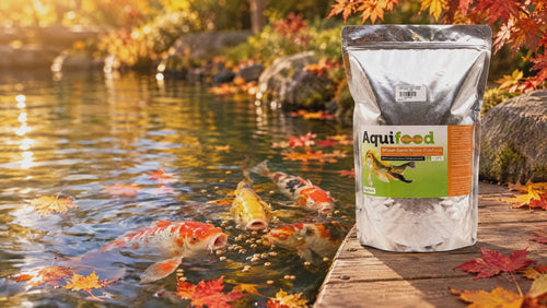Koïs qui mangent en surface dans un bassin en automne