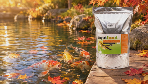 Koïs qui mangent en surface dans un bassin en automne