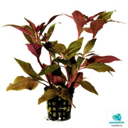 Superfish Plantes Alternanthera Cardinalis 5 cm En Pot 8715897015489 P2020035