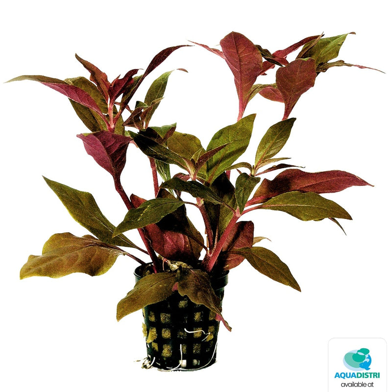 Superfish Plantes Alternanthera Cardinalis 5 cm En Pot 8715897015489 P2020035