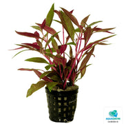 Superfish Plantes Alternanthera Reineckii 5 cm En Pot 8715897015564 P2020070