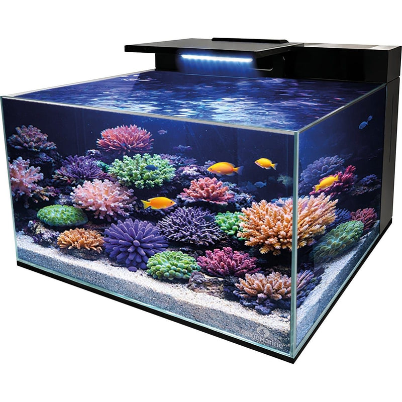 Superfish Marin Blue Marine Reef Coral Garden 55 8715897366871 N4055000