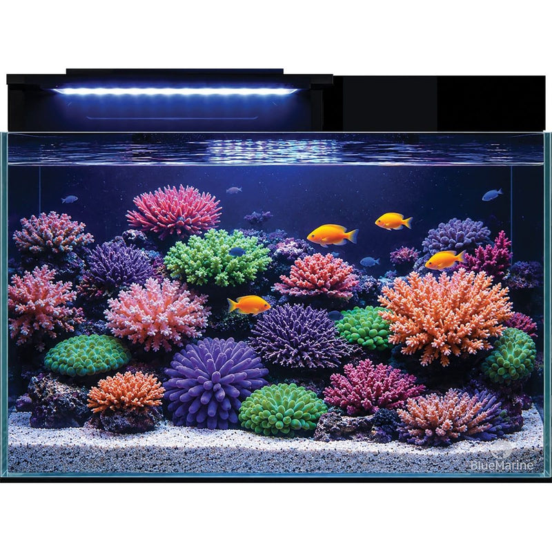 Superfish Marin Blue Marine Reef Coral Garden 55 8715897366871 N4055000