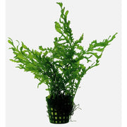 Superfish Plantes Bolbitis Heudelotii 5 cm En Pot 8715897015939 P2020250