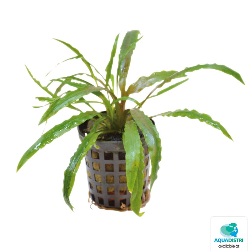Superfish Plantes Cryptocoryne Costata 5 cm En Pot 8715897031533 P2020354