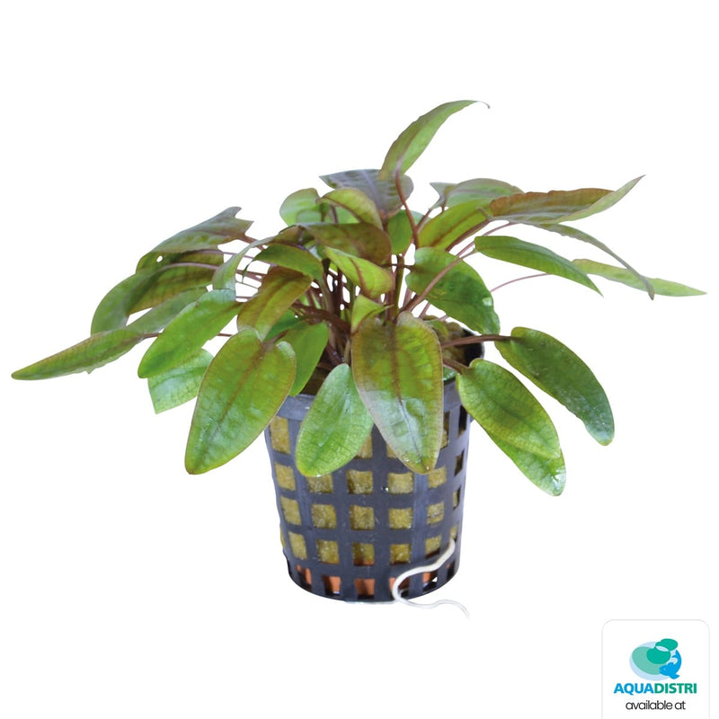 Superfish Plantes Cryptocoryne Flamingo 5 cm En Pot 8715897320668 P2020360