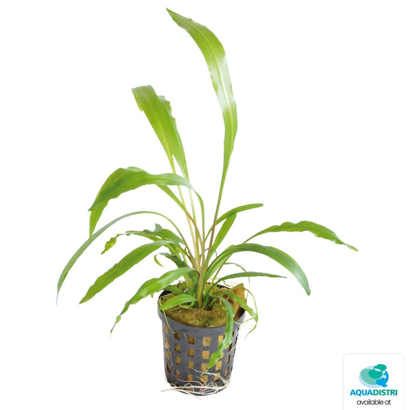Superfish Plantes Cryptocoryne Spiralis 5 cm En Pot 8715897206771 P2020455