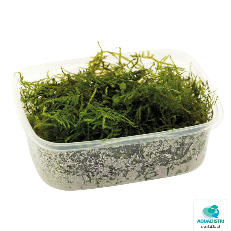 Superfish Plantes Cup Vesicularia Dubyana 8715897017704 P2021125